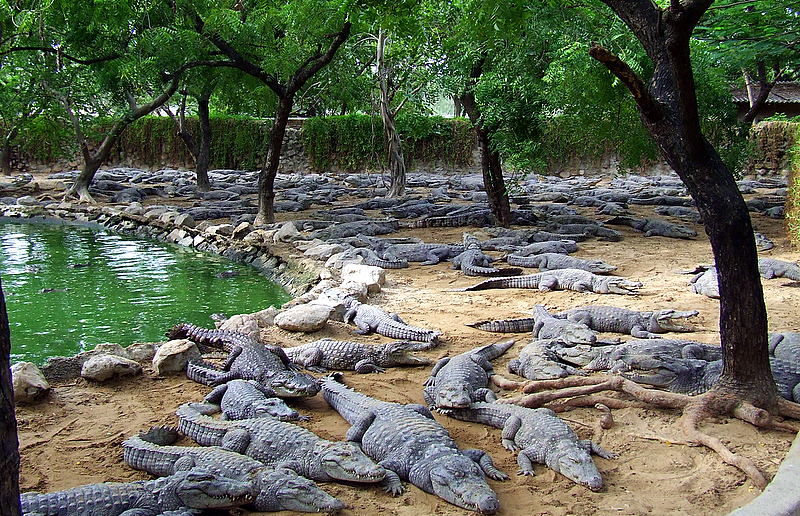 crocodile-park-chennai